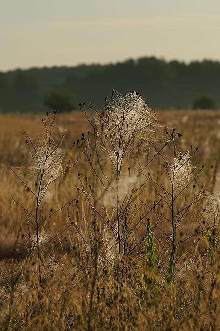 Dołączona grafika