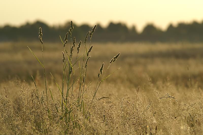 Dołączona grafika