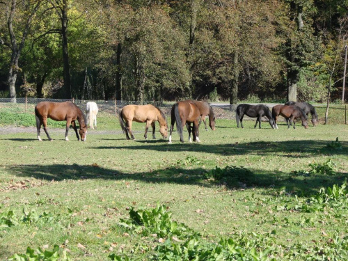 #Kębło #Konie #las #natura #pies #trawa #Wąwolnica #zieleń