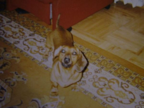 buli