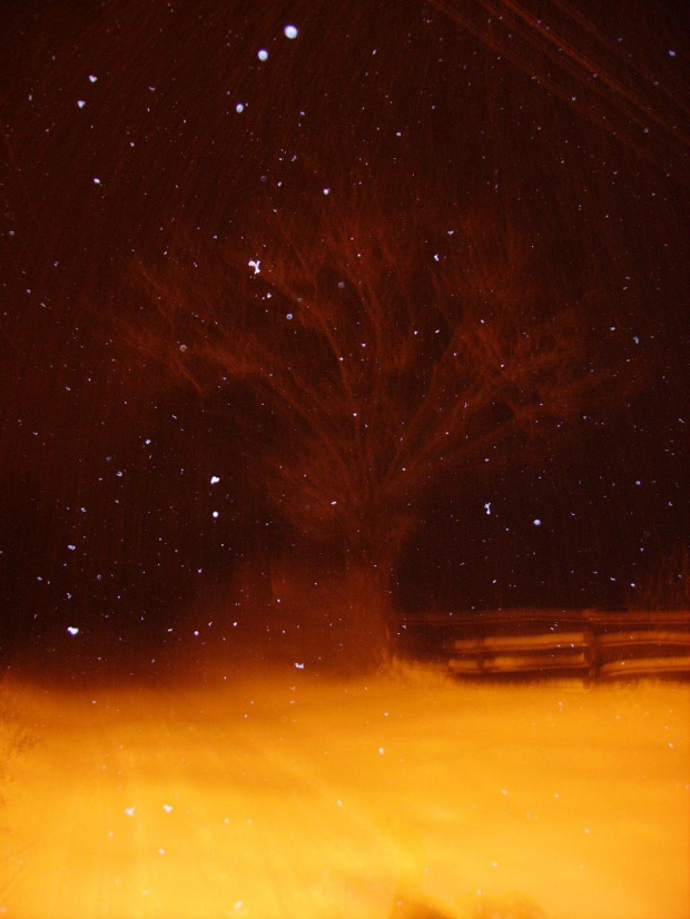 śnieżna magia #noc #zima #śnieg #drzewa #natura