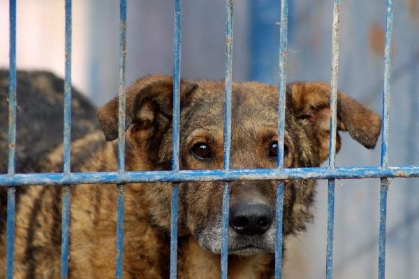 Agro poznał co to ból i prawdziwy głód.
Ten duży pies otrzymał wiele cierpień z ręki człowieka. W schronisku czeka na nowy dom już od 09.05.2005r. Jego nr ewiedencyjny to 1396 #psy #pies #AGRO