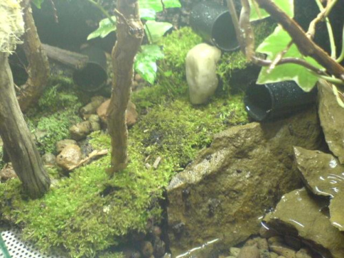 Żaby liściołazy paskowane plus terra