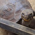 Zwierzęta i widoki Reptile Park