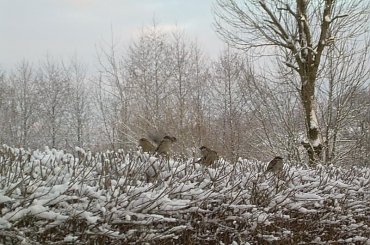 W zimowej szacie #ZIMOWEPEJZAŻE