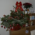 Nasza choinka