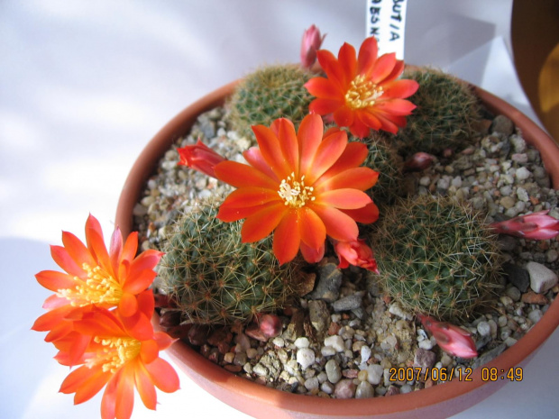 Rebutia graesnerii