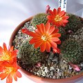 Rebutia graesnerii