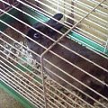 Mój królik, Nina - jak zwykle się uwaliła w klatce. xD #NinaKlatkaKrólik