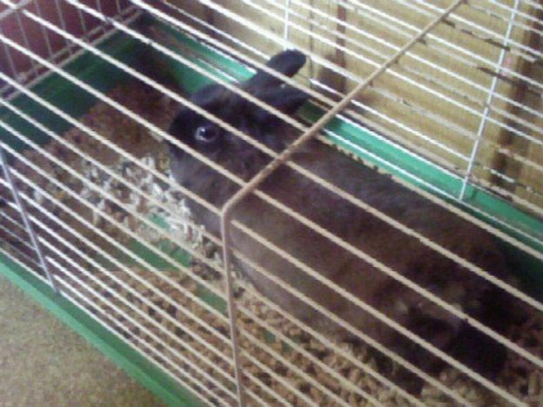Mój królik, Nina - jak zwykle się uwaliła w klatce. xD #NinaKlatkaKrólik