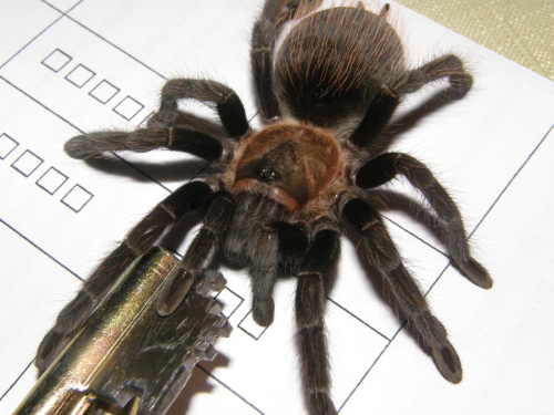 Brachypelma Vardezi #pająk #ptasznik