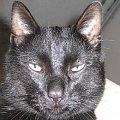 sir NYGUS