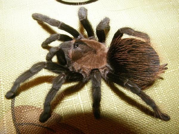 Brachypelma Vardezi #pająk #ptasznik