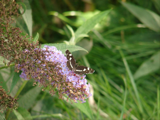 powszelatek #motyl #motyle