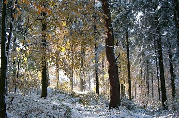 Beskid Makowski; złota polska jesień,
no, może nawet złoto-platynowa #góry #mountain #Beskidy #Makowski