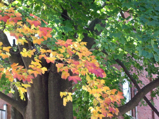 jesienne liscie #jesien #BarwyJesieni #drzewa