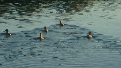 Kaczki na jeziorze Więcboskim #Kaczki #jezioro #woda