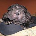 #psy #SharPei #zwierzęta