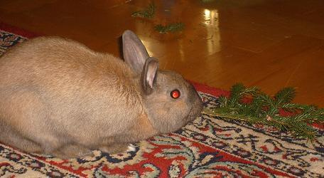 Fuksia - mój króliczek #królik