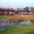 rz.Narew