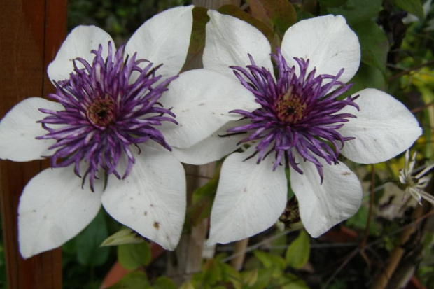 c. florida Sieboldii