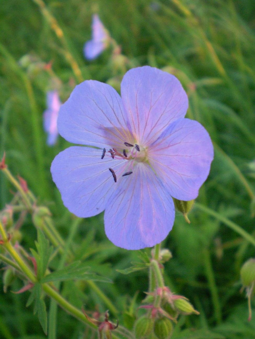 46c. Bodziszek łąkowy - Geranium pratense . Data : 05.08.2007. Miejsce : w miejscu nieczynnych , rozebranych torów kolejowych . Miejscowość : Piaski Wielkopolskie