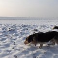 Pysiek - spacerki, grudzień 2007 #pies #Pika #Pysio #kundelek #psy #psiak #spacer #śnieg