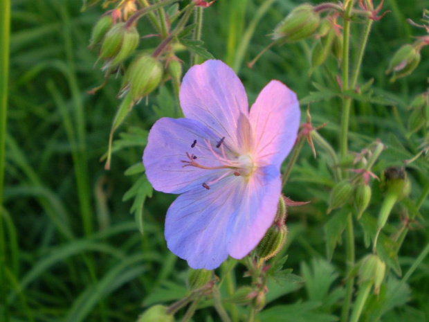 46a. Bodziszek łąkowy - Geranium pratense . Data : 05.08.2007. Miejsce : w miejscu nieczynnych , rozebranych torów kolejowych . Miejscowość : Piaski Wielkopolskie