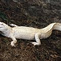 Aligator Albino