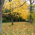 Złota Jesień #Jesień #Park #Drzewa #Liście