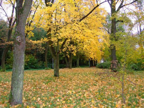 Złota Jesień #Jesień #Park #Drzewa #Liście