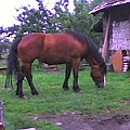 #konie #zwierzęta #przyroda