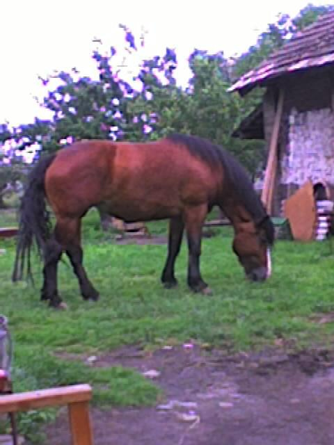 #konie #zwierzęta #przyroda