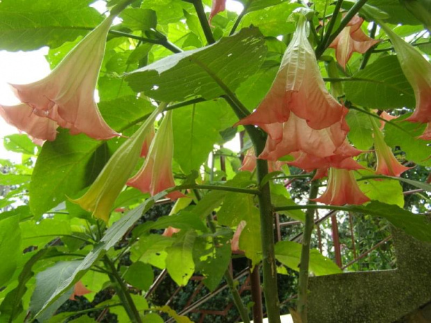 Datura/ Bieluń.