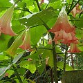 Datura/ Bieluń.