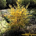 #przyroda #łąka #drzewo #liście #jesień #grafika #komputerowa