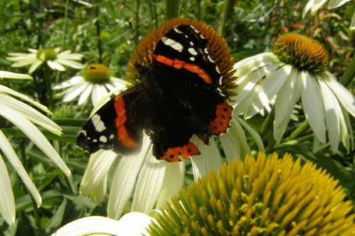 Rusałka admirał - (vanessa atalanta)