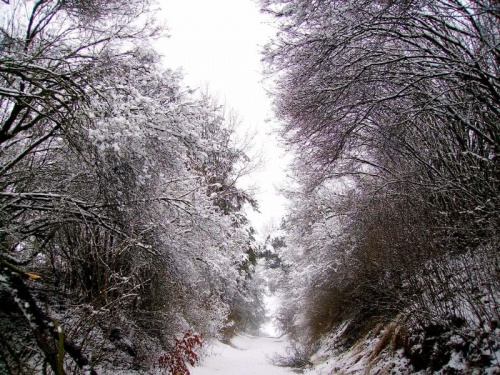 #zima #drzewa #natura #śnieg #mróz