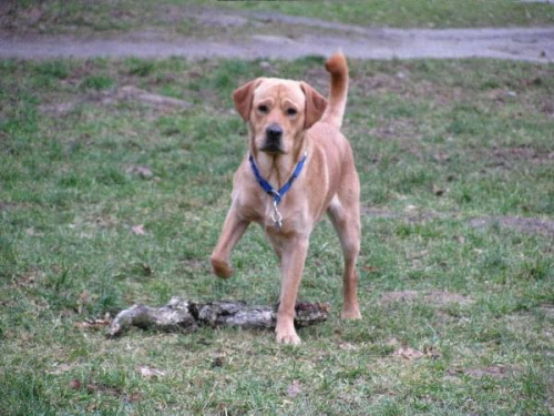 Hexa, Hojrak, Max, labradory.org #LabradorRetriever