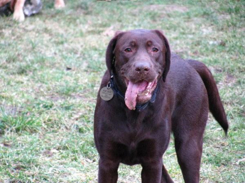 Hexa, Hojrak, Max, labradory.org #LabradorRetriever