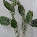 opuntia longispina