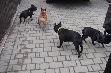 #BuldogFrancuski