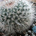 Mammillaria?