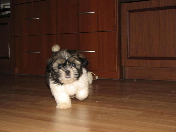 Nasza Shih Tzu "Sissi" #Psy #ShihTzu