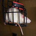 szczur w kagańcu