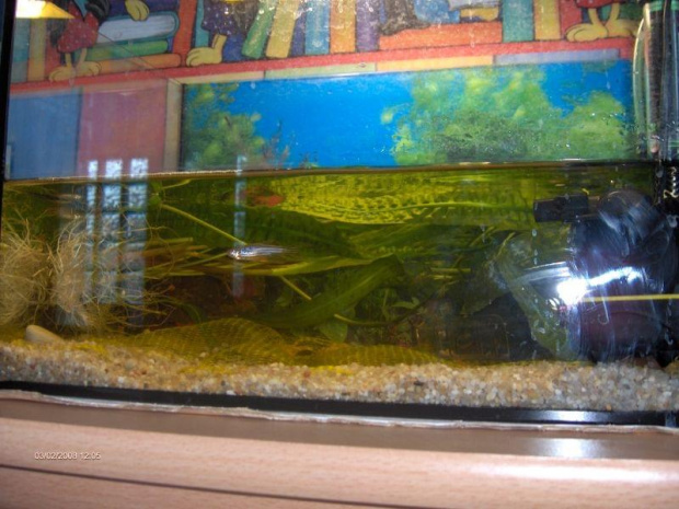akwarium tarliskowe