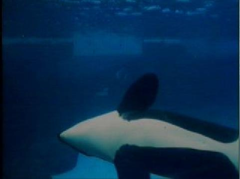 #orca #orkid #ulises #orka