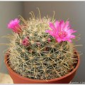 212 - Mammillaria zeilmanniana #KwitnąceKaktusy