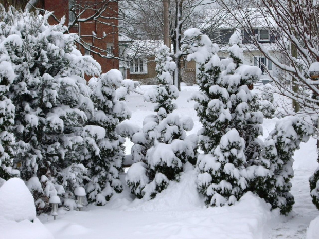 zima 2 lutego 2008 #MojOgrod #Zima2008 #Toronto