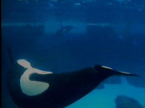 #orca #orkid #ulises #orka